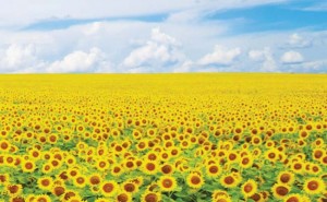 sunflower-Oil-The-Dollar-Business