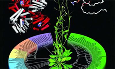 نقش کلیدی فسفولیپیدها در مبارزه با بیماری ها و تولید گیاهان مقاوم تر
