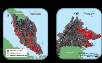 النینو  و شرایط روغن پالم در مالزی