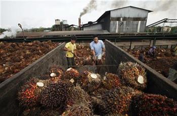 افزایش صادرات روغن پالم مالزی و اندونزی در سه ماهه اول سال 2015